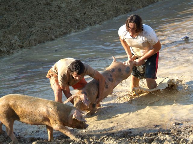 Caza del cerdo en la plaza de toros, y suelta de vaquillas - 1, Foto 1