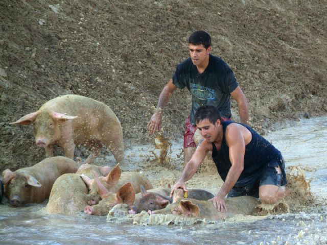 Caza del cerdo en la plaza de toros, y suelta de vaquillas - 2, Foto 2