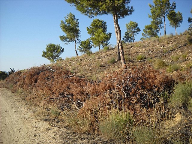 UPyD exige la inmediata recogida de restos de poda abandonados durante un año y medio en la Sierra Larga de Jumilla - 1, Foto 1