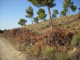 UPyD exige la inmediata recogida de restos de poda abandonados durante un año y medio en la Sierra Larga de Jumilla