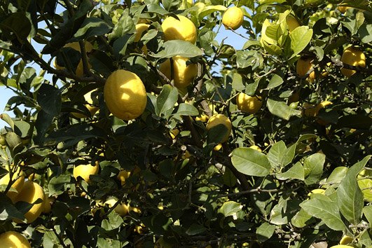 La Comisión Europea concede a la Región un proyecto ´Life´ para implicar a las explotaciones agrícolas en la mitigación del cambio climático - 1, Foto 1