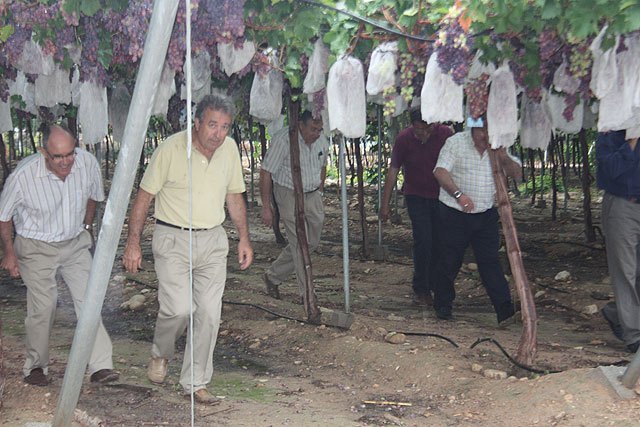 La Región lidera la producción europea de uva de mesa sin pepitas con variedades propias - 1, Foto 1