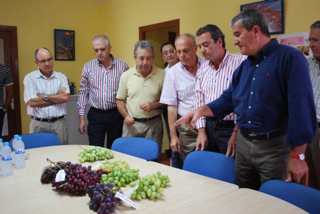 La Región lidera la producción europea de uvas de mesa sin pepitas con variedades propias - 2, Foto 2