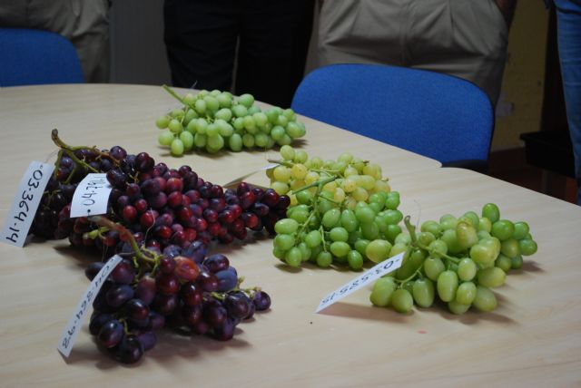 La Región lidera la producción europea de uvas de mesa sin pepitas con variedades propias - 3, Foto 3