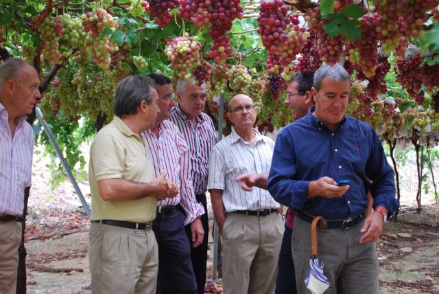 La Región lidera la producción europea de uvas de mesa sin pepitas con variedades propias - 4, Foto 4