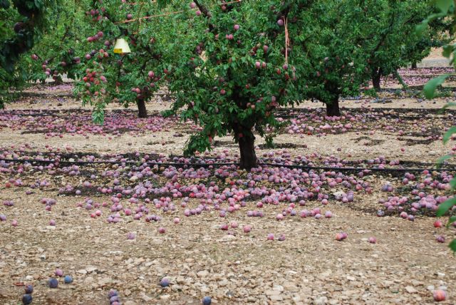 El Ayuntamiento de Abarán muestra su preocupación por la situación de la agricultura - 1, Foto 1