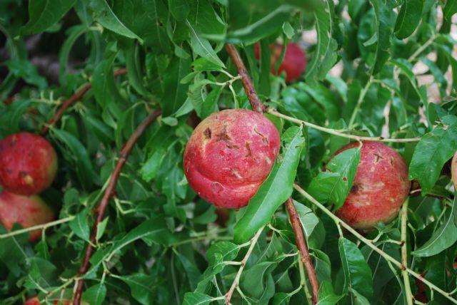 El Ayuntamiento de Abarán muestra su preocupación por la situación de la agricultura - 2, Foto 2