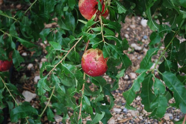 El Ayuntamiento de Abarán muestra su preocupación por la situación de la agricultura - 3, Foto 3