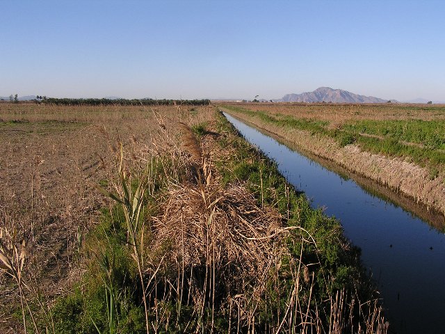 ANSE, AHSA y regantes crearán una nueva laguna en el parque natural de el Hondo (Elche) - 1, Foto 1