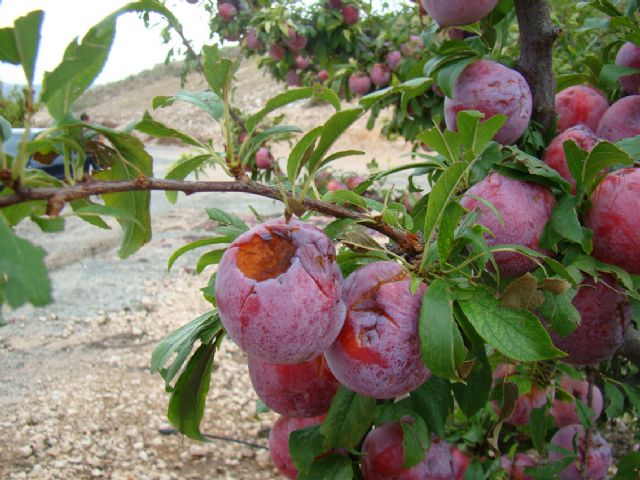 El delegado del Gobierno y el alcalde visitan varios parajes afectados por las lluvias y el pedrisco - 2, Foto 2