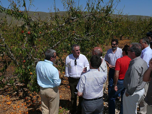 El delegado del Gobierno en Murcia se reúne con el alcalde de Jumilla para evaluar los daños en los cultivos - 1, Foto 1