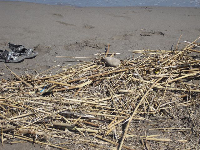 El PSOE denuncia la falta de limpieza de las playas de Calnegre - 3, Foto 3