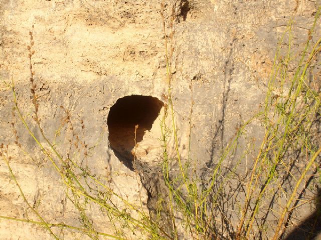 Encuentra el molde fosilizado de un árbol del 'Pleistoceno', en Cehegín - 1, Foto 1
