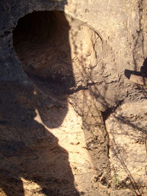 Encuentra el molde fosilizado de un árbol del 'Pleistoceno', en Cehegín - 2, Foto 2