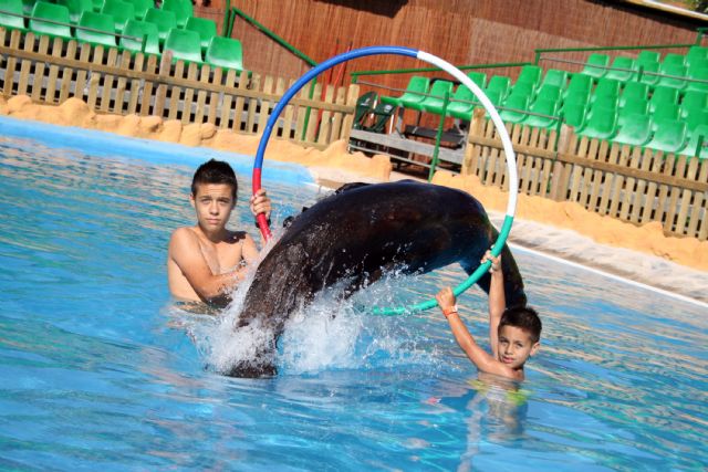 El baño con leones marinos arrasa este verano en el parque acuático de terra natura murcia - 1, Foto 1