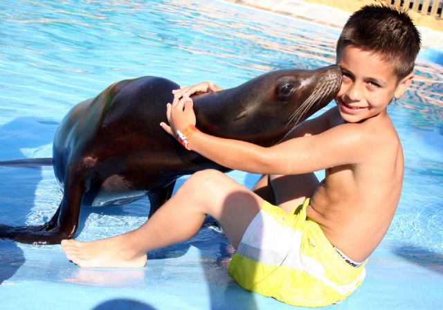 El baño con leones marinos arrasa este verano en el parque acuático de terra natura murcia - 2, Foto 2