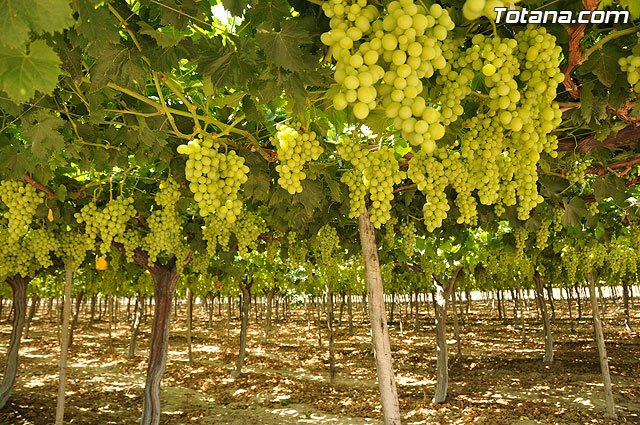 Coag-Ir denuncia que se están produciendo numerosos robos de uva en el municipio de Totana - 1, Foto 1
