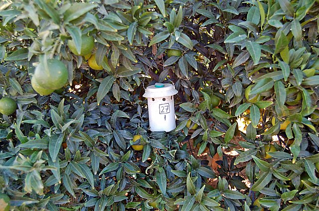 La Comunidad recuerda a los agricultores que deben extremar la vigilancia para el control de la Mosca de la Fruta en cultivos de parral - 1, Foto 1