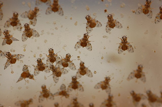 La Comunidad recuerda a los agricultores que deben extremar la vigilancia para el control de la Mosca de la Fruta en cultivos de parral - 2, Foto 2