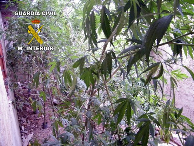 La Guardia Civil desmantela un punto de producción y distribución de marihuana en Pliego - 1, Foto 1