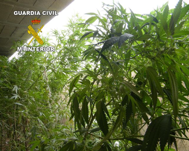 La Guardia Civil desmantela un punto de producción y distribución de marihuana en Pliego - 2, Foto 2