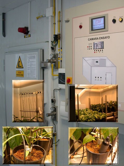 Agricultura mejora el crecimiento de plantas de brócoli regadas con aguas salinas - 1, Foto 1