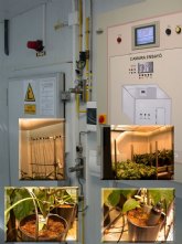 Agricultura mejora el crecimiento de plantas de brcoli regadas con aguas salinas