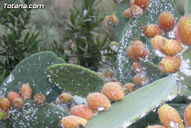 El ayuntamiento y la consejería de Agricultura intensificarán las acciones conjuntas para erradicar la infestación de cochinilla, Foto 2