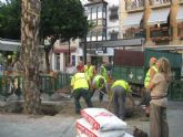 Una nueva palmera vuelve a presidir la Plaza de las Flores