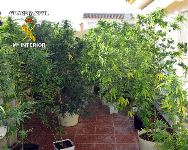 La Guardia Civil desmantela tres puntos de cultivo y distribución de marihuana - 3, Foto 3