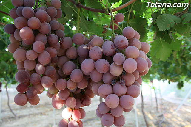 Denuncian numerosos robos de uva en Totana - 8