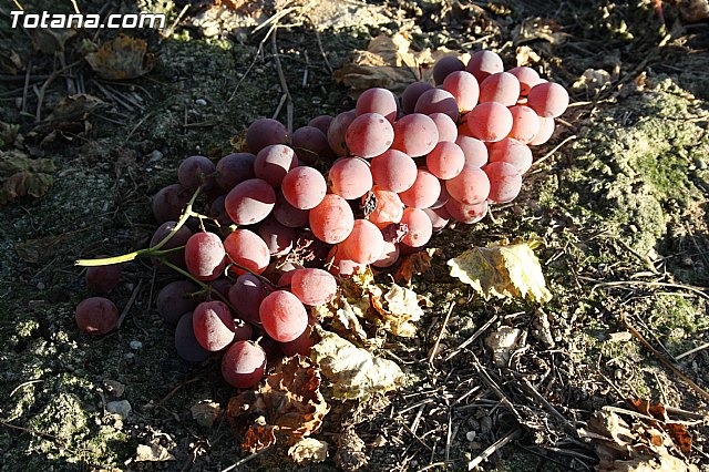 Denuncian numerosos robos de uva en Totana - 11