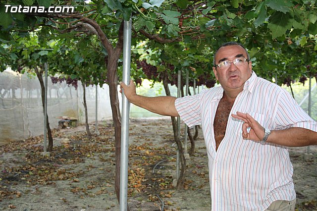 Denuncian numerosos robos de uva en Totana - 12