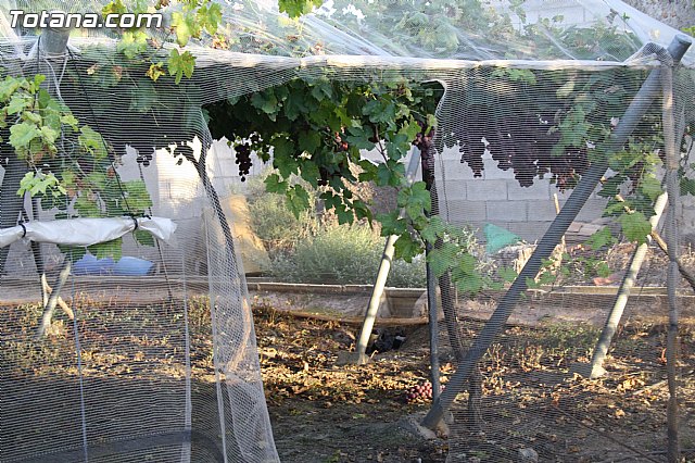 Denuncian numerosos robos de uva en Totana - 14