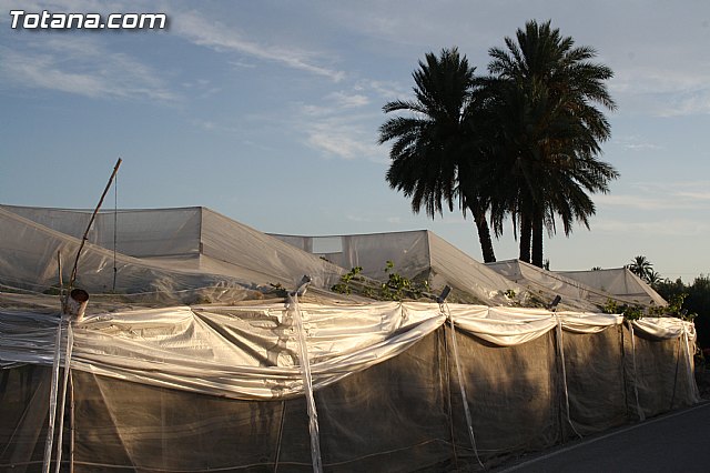 Denuncian numerosos robos de uva en Totana - 16