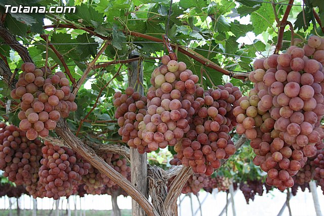 Denuncian numerosos robos de uva en Totana - 23