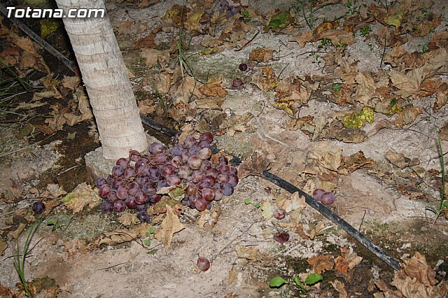 Denuncian numerosos robos de uva en Totana - 25