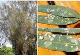 La Concejala de Medio Ambiente y Calidad Urbana utiliza una novedosa tcnica para acabar con una plaga que afecta a los eucaliptos