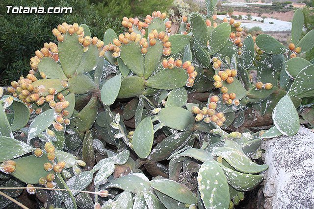 El alcalde dicta un bando ofreciendo recomendaciones técnicas sobre el tratamiento de las plantaciones de paleras ante la plaga de cochinillas, Foto 1