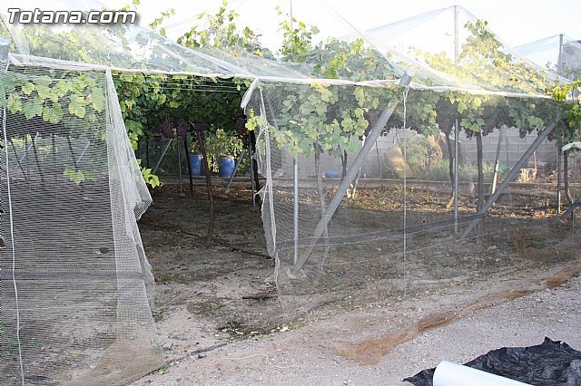 Los socialistas informan que la Guardia Civil refuerza desde hoy mismo con unidades reserva la seguridad en el campo totanero, Foto 1