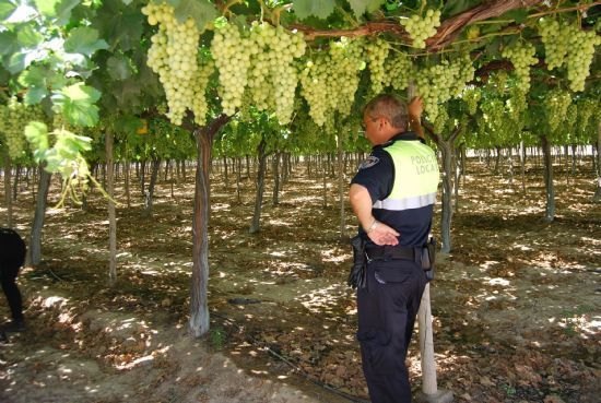 Guardia Civil, Policía Local y vigilantes rurales extreman la vigilancia en las zonas de cultivo de uva de mesa en Totana, Foto 3