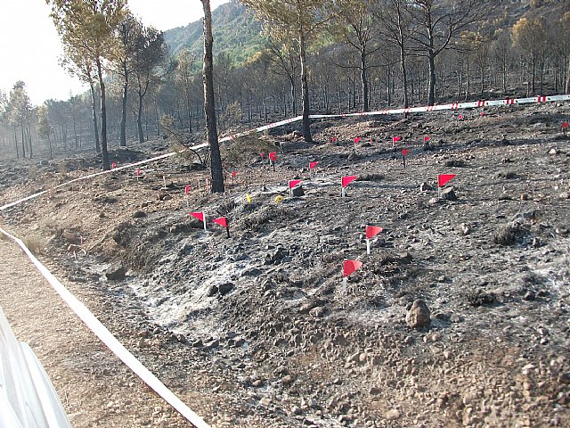 Tras el incendio de la Sierra del Molino, Ecologistas en Acción denuncia la ausencia de planificación forestal del Gobierno Regional - 1, Foto 1