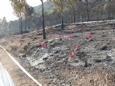 Tras el incendio de la Sierra del Molino, Ecologistas en Accin denuncia la ausencia de planificacin forestal del Gobierno Regional