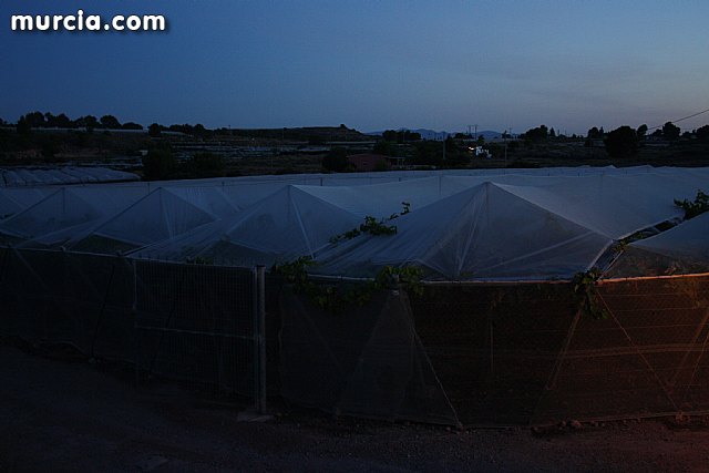 Las fuerzas de seguridad blindan cinco zonas del municipio contra la oleada de robos que se estn registrando en los cultivos de uva de mesa - 2