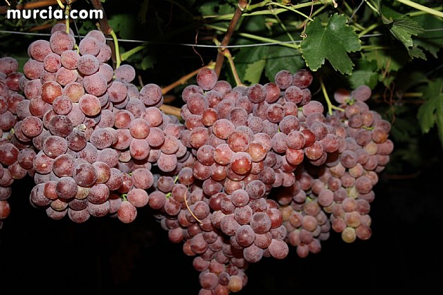 Las fuerzas de seguridad blindan cinco zonas del municipio contra la oleada de robos que se estn registrando en los cultivos de uva de mesa - 10