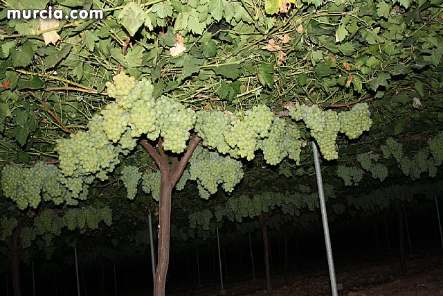Las fuerzas de seguridad blindan cinco zonas del municipio contra la oleada de robos que se estn registrando en los cultivos de uva de mesa - 23