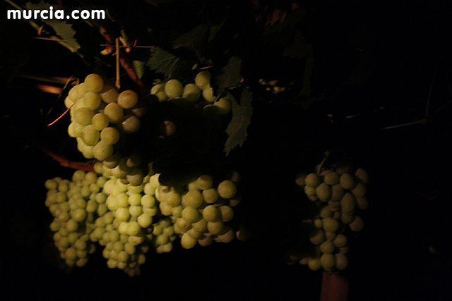 Las fuerzas de seguridad blindan cinco zonas del municipio contra la oleada de robos que se estn registrando en los cultivos de uva de mesa - 24