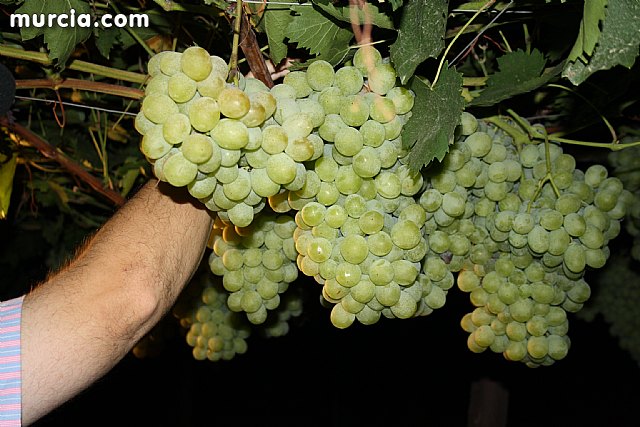 Las fuerzas de seguridad blindan cinco zonas del municipio contra la oleada de robos que se estn registrando en los cultivos de uva de mesa - 25