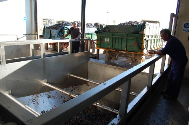 Ya ha comenzado la vendimia en Jumilla en la que se espera recolectar alrededor de 65 millones de kilos de uva - 1, Foto 1