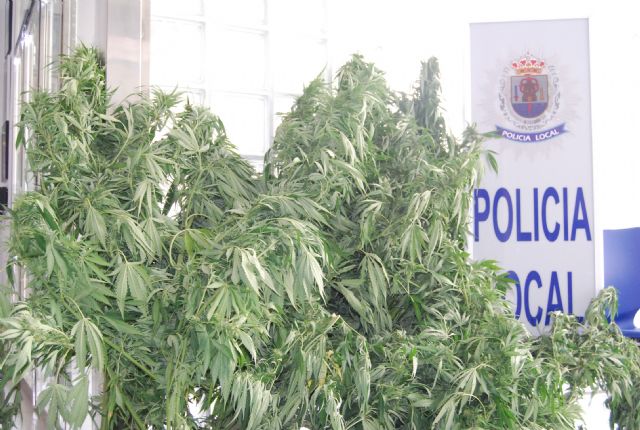 La Policía Local de Totana interviene en un control a vehículos diez plantas de marihuana - 1, Foto 1